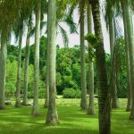 在西双版纳感受热带雨林🌴_6_Bella-vousmevoyez_西双版纳-森林-来自52tours 我爱旅游网